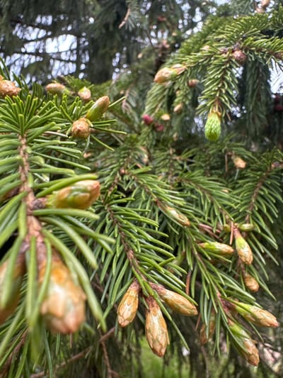 A close-up, eye-level shot showcases the needle-like branches of a coniferous tree, likely an spruce, adorned with numerous developing cones. The cones, varying in color from light brown to pale green, are clustered along the branches, some still tightly closed and others beginning to unfurl. The background is a soft blur of green foliage and dappled light, suggesting an outdoor, natural setting. The image provides no information about the city of Nagornyi, Russia, nor does it depict any people, actions, or interactions. The scene is static and purely botanical in focus.