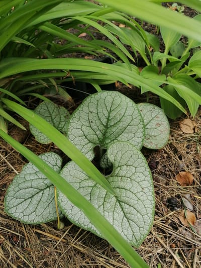 The image shows a close-up of several large, heart-shaped leaves with a distinctive silver veining pattern against a background of dry grass and mulch. In the upper portion of the image, blurred green foliage from larger plants is visible, creating a layered effect. The lighting suggests an outdoor setting, likely during daylight hours. The scene depicts a garden or natural area, with no people or animals present. The focus is on the botanical details of the silver-veined leaves. The location is identified as Мыльниково, Russia.