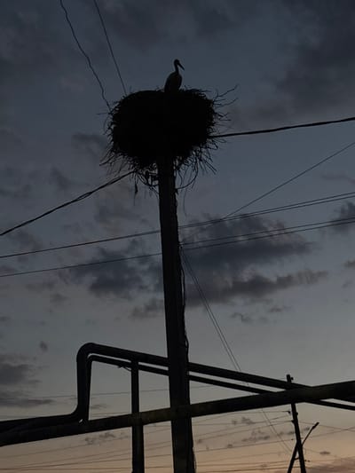 The image displays a large stork, silhouetted, perched atop a voluminous stick nest. The nest is securely positioned at the apex of a tall, dark utility pole, which extends vertically through the center of the frame. The scene is captured during twilight, rendering all foreground and midground objects as dark silhouettes against a cloudy sky that transitions from dark grey and blue at the top to a subtle orange-yellow hue near the horizon. Multiple utility wires crisscross the sky, some connected to the main pole. In the lower left and central foreground, a prominent dark structure consisting of thick, bent pipes and vertical supports is also silhouetted. The location of this scene is the city of Griboyedov, Armenia. No people are visible, and no direct interactions are depicted.