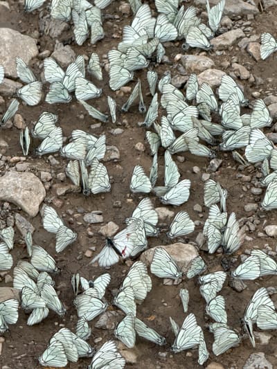 The image shows a large congregation of white butterflies with black veining on their wings resting on the ground in Dragovishtitsa, Bulgaria. The ground is composed of dark soil, small rocks, and gravel. The butterflies are closely packed together, with many of them with their wings spread open, revealing intricate patterns. Some butterflies are partially overlapping. The overall scene is one of natural aggregation, with the butterflies forming a dense cluster on the earthy surface. The lighting suggests it might be daytime. There are no people or other animals visible in the frame.