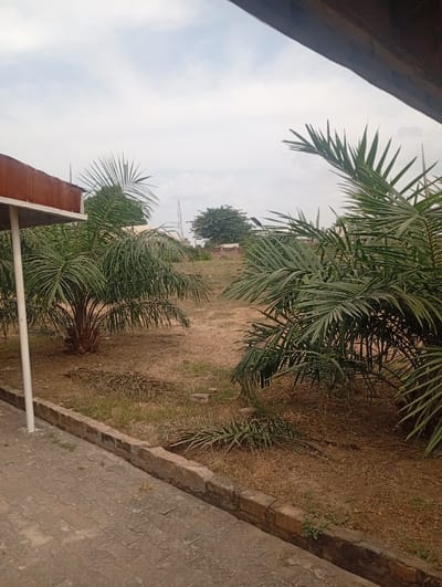 The image depicts an outdoor landscape in Kado, Nigeria, under an overcast sky. In the immediate foreground, a light-colored paved walkway composed of interlocking concrete blocks extends across the lower left. This walkway is bordered by a low, rough brick curbing that separates it from an area of dry, reddish-brown soil sparsely covered with dry grass and scattered fallen palm fronds. A white metal support pole is visible on the left side, extending upwards from the walkway, partially obscured by a dark, rusty-brown metal overhang or canopy framing the upper left. Multiple palm trees with dense green fronds are distributed across the mid-ground. In the background, a large, dark green leafy tree stands prominently, with a tall, slender telecommunications mast or tower visible to its left. No individuals are present, and no specific actions are occurring within the frame.