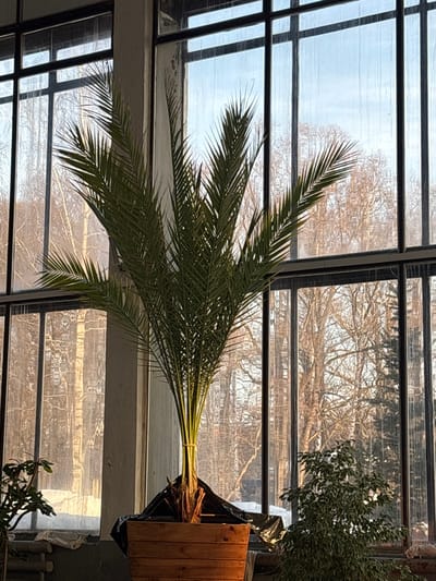 The image depicts an indoor scene in Dulesovo, Russia, focused on a large potted palm tree positioned centrally against a multi-paned window. The palm, characterized by numerous green fronds, has its lower trunk bound with a yellow tie and is housed in a light brown wooden planter. Black plastic sheeting covers the soil surface within the planter. To the immediate left, a portion of another dark-leaved plant is visible, while a bushy green plant sits on the dark gray window ledge to the right of the palm. The background features a large industrial-style window structure with dark frames and multiple glass panes, some appearing streaked or dirty. Through the windows, an outdoor environment is visible, dominated by bare deciduous trees with a sparse undergrowth. Patches of snow are discernible on the ground among the trees, particularly on the left. The sky above is light blue. Strong, warm-toned natural light illuminates the scene from outside, creating highlights on the palm fronds and the outdoor tree branches. No people or active interactions are present.
