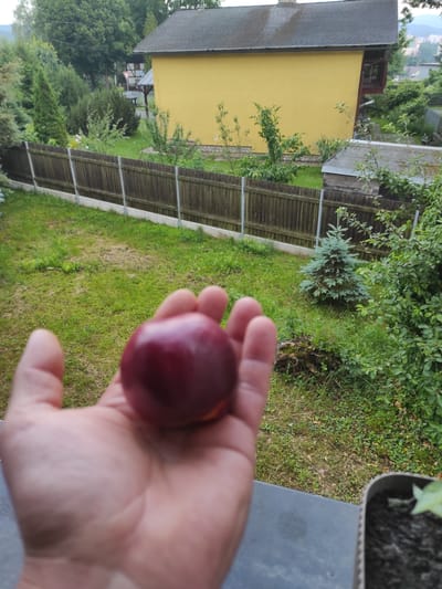 A person's hand holds a dark red plum in the foreground. The background shows a green lawn, a wooden fence, a yellow house, and trees. The image was taken in Jablonec nad Nisou, Czechia.