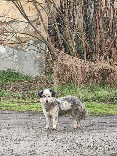 The image captures an outdoor scene in Dralfa, Bulgaria, under an overcast sky. In the foreground, a medium-sized dog with shaggy, mottled white, grey, and black fur stands on a wet, dark gravel or dirt path. Its fur appears damp, and its face is predominantly white with dark patches around its eyes and ears. The dog is oriented with its body facing right, but its head is turned left, looking directly at the viewer. Behind the dog, a strip of green grass and sparse dry vegetation extends. The background on the left features a section of a dilapidated building wall with peeling yellowish-orange paint revealing grey concrete and red brick. A lower portion of this wall is covered in grey plaster. To the right in the background, a dense cluster of leafless shrubs or small trees with thin, dark branches and dried, straw-like vegetation is visible. No other individuals or prominent objects are present.