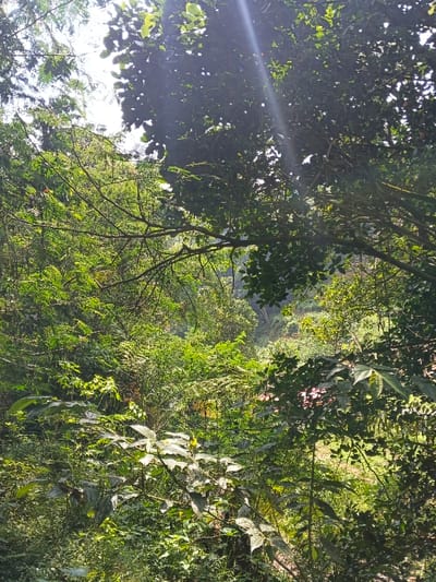The image displays a densely vegetated, outdoor landscape situated in Desa Mburukulu, Indonesia. The scene is dominated by multiple layers of vibrant green foliage from various tree and shrub species, forming a continuous canopy. Bright sunlight penetrates the upper canopy, casting visible rays of light, particularly in the upper right portion of the frame, and creating dappled illumination across the leaves. The sky is partially visible through gaps in the foliage, appearing bright white. In the foreground and midground, a variety of broad-leaved plants are visible, some of which are directly illuminated by sunlight, exhibiting lighter green and yellowish tones. Darker, shadowed areas are also present within the dense vegetation. Bare branches and intricate networks of twigs are interwoven throughout the leafy canopy. The background shows a continuation of the dense forest, suggesting a natural, possibly undulating terrain. No human subjects, animals, or discernible man-made objects are present in the scene, and no specific actions or interactions are depicted.