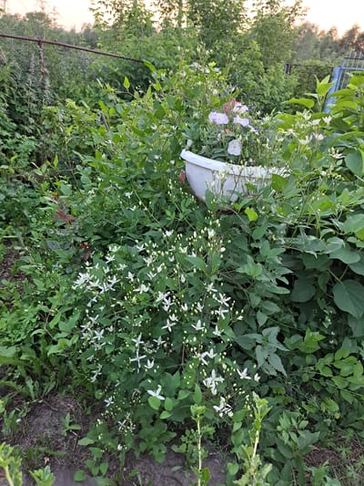 The image depicts a densely overgrown garden area with abundant green foliage and numerous small white flowers. In the foreground, a white plastic planter is visible, containing a mix of plants, including some with light pink and white flowers. The planter is surrounded by a profusion of leafy green plants and the small white flowers. In the background, a rusty metal fence runs horizontally across the frame, with a blue metal gate visible on the right. Beyond the fence, trees and other vegetation create a lush, natural backdrop. The lighting suggests it is either early morning or late afternoon. The scene is consistent with a residential backyard in Chernetsk, Russia, characterized by its natural growth and a mix of cultivated and wild plants.