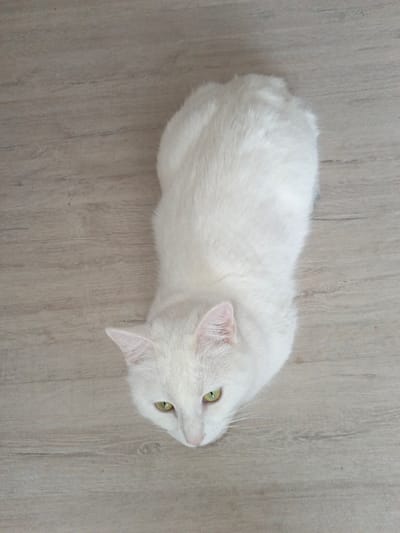 An overhead photograph captures a domestic cat with entirely white fur and vivid green eyes. The cat is positioned centrally on a light-toned wooden or laminate floor, which exhibits a subtle grain pattern. The animal's body is oriented vertically within the frame, with its head turned slightly to the left and angled downwards, appearing to observe something on the surface below. The scene is located in Гвардейское, Russia.