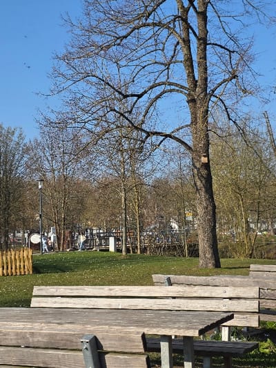 This image depicts a public park in Zweibrücken, Germany, under a clear blue sky. The season is late winter or early spring, indicated by the predominantly bare deciduous trees.

In the immediate foreground, weathered wooden picnic tables and benches with grey metal supports are visible, partially obscuring the lower frame. The ground beyond consists of a well-maintained green lawn dotted with small white flowers.

The midground features a prominent, large, bare deciduous tree with dark, gnarled bark on the right. A small, rectangular, light-colored birdhouse is affixed to its trunk. To the left, a light-brown wooden picket fence is present. A black lamppost stands upright behind this fence. Further back, a recreational area or playground contains various structures, including a large white cylindrical object and multiple metal and wooden frames.

Four individuals are visible within this recreational area. One person, wearing a light-colored jacket, walks left-to-right near the white cylindrical object. Another individual, dressed in a light top and dark trousers, stands near metal equipment. Two additional figures are partially observed further right, near similar structures.

The background comprises a dense line of bare deciduous trees, with hints of urban structures visible behind them. In the upper left quadrant of the clear blue sky, several small, dark avian figures are in flight.