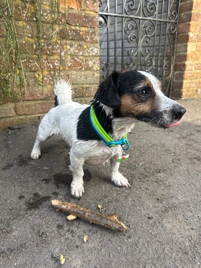 A wet, tricolored Jack Russell Terrier-type dog stands on a dark grey paved surface in Salisbury, United Kingdom. The dog's fur is predominantly white with black and tan markings on its head and black patches on its body, appearing matted from moisture. It wears a bright green and blue braided collar, secured with a light blue clip, from which a white, bone-shaped tag featuring a red Welsh dragon design is suspended. The dog faces towards the right of the frame, its tongue slightly protruding from its mouth. On the ground directly in front of the dog lies a broken, weathered wooden stick, approximately 20-25 cm in length. The background consists of a reddish-brown brick wall, exhibiting patches of light-colored lichen, with delicate green foliage hanging on the left side and a dark, ornate wrought-iron gate partially visible on the right.