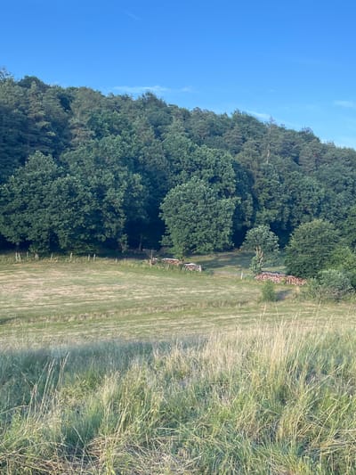 This is a vertically oriented photograph of a field next to a forest in Wiera, Germany. The image captures a natural scene on a sunny day, likely late afternoon or early evening, given the quality of the light.

The left side of the image is dominated by a dense forest with a canopy of lush green trees. The trees appear to be mature, with a variety of shapes and sizes contributing to the textured appearance of the woodland. In the background, the sky is a clear, vibrant blue, suggesting fair weather.

To the right of the forest, a mown field stretches out. The field shows distinct parallel lines from recent mowing, indicating agricultural activity. The grass is a mix of green and dried, straw-colored blades. Along the edge of the forest, there are piles of cut wood, suggesting that some of the trees may have been felled for fuel or other purposes. A faint path or track is visible running through the field, leading into the forest.

The overall impression is one of a peaceful, rural landscape. There are no people or animals visible in the image, emphasizing the natural and undisturbed character of the setting. The sunlight casts shadows and highlights the textures of the grass and trees, contributing to a sense of depth and realism. There is no visible text in the image.