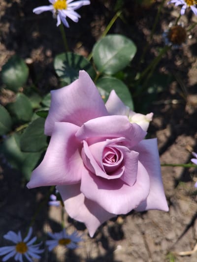 This image is a close-up photograph of a light purple rose in full bloom. The rose is positioned in the center of the frame, with its petals unfurling to reveal a tightly coiled center. The petals are a soft, delicate shade of purple with hints of pink and are textured with subtle lines. The rose is surrounded by dark green leaves, some of which are out of focus, creating a soft bokeh effect. In the background, several small white daisies with yellow centers are visible, also out of focus. The ground appears to be a mixture of soil and dried leaves. The lighting suggests a sunny day, with shadows cast by the foliage. The scene is likely a garden or park in Bila Krynytsia, Ukraine, a rural settlement in the Chernivtsi Oblast. There are no people or animals present in the image.