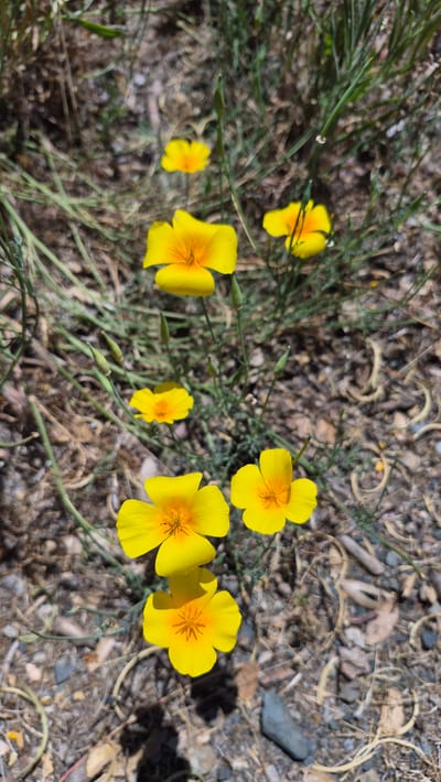 A high-angle, full shot captures a cluster of California poppy flowers blooming in a dry, arid environment. The flowers are bright yellow with orange centers and have delicate, crepe-paper-like petals. They are scattered amongst dry grasses and a ground covered with small rocks and dirt, suggesting a natural, undeveloped area. The lighting indicates it is daytime, with shadows visible on the ground. The overall scene appears to be in an outdoor, uncultivated setting, possibly a park or a natural habitat. There are no people or animals visible in the image.