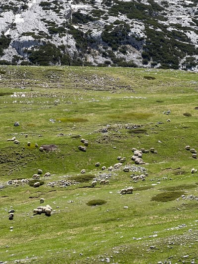 The image depicts a mountain landscape, likely in Dubrovsko, Montenegro, featuring a rugged, rocky terrain on the left side and a verdant, grassy hillside on the right. The rocky area shows signs of weathering and sparse vegetation. The hillside is dotted with numerous sheep, dispersed across the pasture, grazing or resting in small groups.