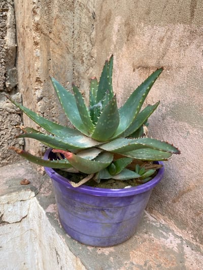 The scene is set in Sidi Chahmi, Algeria. The primary subject is a succulent plant, resembling Aloe vera, contained within a weathered, cylindrical purple plastic pot. The plant features numerous thick, fleshy, spiky green leaves, some exhibiting reddish-brown tips and edges. Smaller offsets or "pups" are growing from the base of the main plant within the pot, which contains dark, dry soil. A small amount of white, wispy material, consistent with cobwebs, is visible between some of the central leaves. The pot rests on a worn, light-colored concrete or stone surface that shows debris and dirt. In the background, two distinct wall surfaces are visible: to the left, a rough, light brown or beige stone or concrete wall with vertical cracks, and to the right, a smoother, lighter tan stucco or plaster wall, also showing texture and minor imperfections. Natural daylight illuminates the scene, highlighting surface textures. No people, discernible actions, or interactions are present.