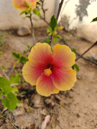 The image shows a close-up, shallow depth of field photograph of a single hibiscus flower in bloom. The flower is predominantly yellow with vibrant red or pink accents towards the center of its petals. The stamen and pistil in the center are clearly visible and appear to be a bright yellow-orange. The flower is positioned slightly off-center, with its petals extending towards the right and bottom of the frame. Some green leaves are visible on the left side of the image, out of focus. The background consists of out-of-focus dry, sandy soil, with a few small stones and twigs. A blurry, pale wall or structure is visible in the upper background, with a hint of tree shadows cast upon it. The scene appears to be outdoors, in a natural or garden setting, likely in Dehesa de Campoamor, Spain, given the context provided, suggesting a warm, possibly Mediterranean climate. There are no people or animals visible in the image, and the focus is entirely on the flower.