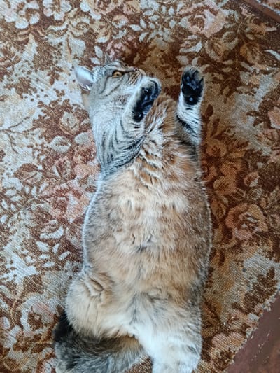 A tabby cat is lying on its back on a patterned carpet. The cat is looking upwards and to the left. Its front paws are raised in the air. The carpet has a floral pattern in shades of brown and beige. The image appears to have been taken indoors. There is no information available to determine the location within the city of Novozybkov, Russia.