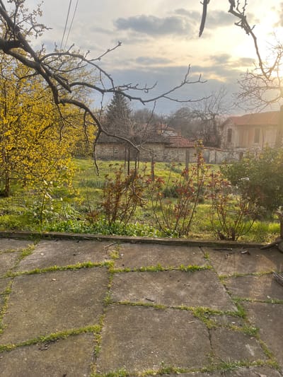 This image depicts an outdoor residential scene in Stambolovo, Bulgaria, under an overcast sky with filtered sunlight. The foreground consists of a concrete patio paved with irregularly shaped slabs, with green grass growing between the cracks. Immediately behind the patio, a border of low, dark green plants separates the paved area from a garden.
The garden area, centrally located, features bright green grass and several types of vegetation. To the left, a large shrub or tree is in full bloom with numerous small, bright yellow flowers. In the mid-ground, several smaller shrubs with reddish-brown branches and some emerging green foliage are visible. Further into the garden, additional green growth and bare tree branches are present.
The background reveals several structures. A stone wall, possibly a property boundary or part of an older building, is visible in the left-center background, topped by a terracotta-tiled roof. To the right of this, a light-colored, possibly stuccoed, two-story house with a red tile roof stands, exhibiting dark, empty window apertures. Bare deciduous trees and a darker evergreen coniferous tree are scattered throughout the background. Overhead, faint utility lines traverse the sky. The sunlight filters primarily from the upper right, casting a soft, warm glow across the scene, indicating either early morning or late afternoon. No individuals are present in the image.