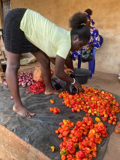 A woman with a ponytail, wearing a light yellow top and black skirt, sits barefoot on the ground sorting orange peppers into a black bucket. A woman in a blue patterned dress sits on a blue chair in the background, near other market goods. The peppers are piled on a dark cloth spread on the ground, alongside other produce including red peppers, onions and herbs. The scene appears to be a market or outdoor trading area.