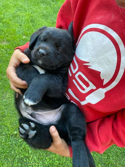 A close-up, overhead shot shows a person wearing a red hooded sweatshirt with a white graphic design. The person is holding a black puppy. The puppy is lying on its back, curled up in the person's arms. Its belly is exposed, revealing light-colored skin. The puppy has its paws extended, and the tips of its front paws have white fur. Its dark eyes are visible, and its nose is black. The background is blurred green grass, suggesting an outdoor setting, likely during the daytime given the bright lighting. The overall mood appears to be affectionate and gentle, with the person cradling the puppy. The graphic on the sweatshirt appears to be a stylized image of mountains within a circle. There is no other visible text. The context provided indicates the location is Liuboml, Ukraine.