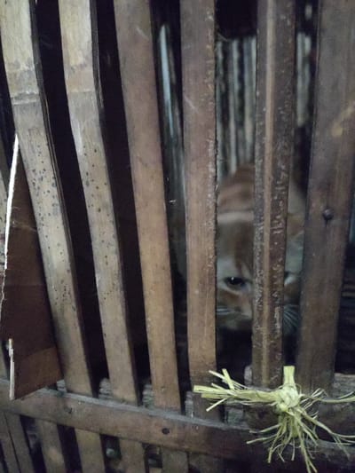 The image captures an orange cat peering through the wooden slats of a cage. The cage appears to be constructed from roughly hewn bamboo or wood, with vertical planks creating the enclosure. The cat's face is partially visible, with one eye clearly discernible, looking out from the shadows. In the foreground, a bundle of dried straw is tied to one of the wooden bars. The background is dark and indistinct, suggesting an indoor or shaded environment. The overall impression is that of a rustic enclosure, possibly in a rural setting.