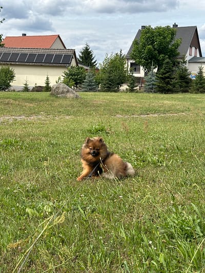 A Pomeranian dog is lying on a grassy field in front of two houses in Arzberg, Germany. The dog is brown and fluffy, with its head turned towards the camera. It is wearing a black collar and leash. The houses are located in the background, one with a red tile roof and solar panels, and the other with a dark gray roof. Trees and bushes are scattered around the houses and field. The sky is cloudy.