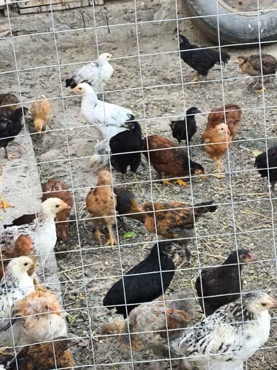 A group of chickens are seen in an outdoor enclosure. The enclosure appears to be made of wire mesh and is situated on a dirt ground with scattered gravel and straw. In the background, a portion of a large tire and some wooden planks are visible. The chickens are of various breeds and ages, with some appearing to be chicks and others young chickens. They are seen pecking at the ground and interacting with each other within the fenced area. The image does not provide any specific information to determine its location within the city of Yuzhno-Sukhokumsk, Russia.
