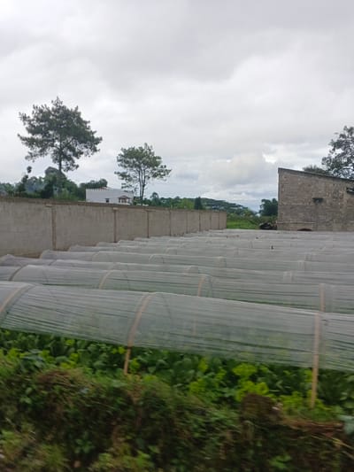 This image depicts an agricultural scene in Masaiti, Zambia, under a predominantly cloudy sky. The foreground shows indistinct green foliage. The midground features numerous parallel rows of low, arch-shaped structures covered with light-colored netting, likely protective covers for crops, under which green vegetation is discernible. A long, grey concrete block wall spans the scene horizontally behind these structures. To the left of the wall, a white building with a decorative roof is partially visible, positioned between two mature pine-like trees. To the right, a weathered grey building with a sloped roof stands. No human figures or active processes are visible.