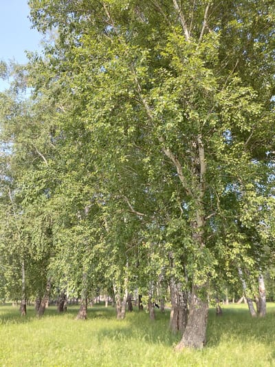 The image depicts a stand of birch trees in a grassy area under a clear blue sky. The trees, characterized by their white bark, are dense and leafy, with sunlight filtering through the foliage. The ground is covered in lush green grass, with some areas appearing slightly drier and lighter in color. The scene appears to be a park or natural area within the city of Novosyolovo, Russia. There are no people or animals visible in the image. The overall impression is one of a peaceful, natural landscape.