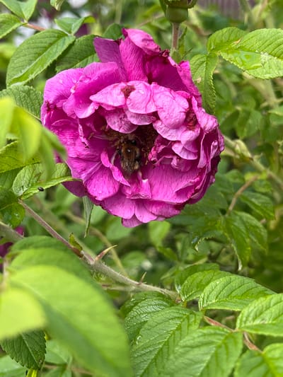 A bee is collecting pollen from a vibrant pink rose. The rose is in full bloom, with many layers of petals. Water droplets are visible on the petals and leaves, indicating recent rain or dew. The rose is surrounded by lush green foliage, some of which is out of focus. The background is a blur of green and some muted colors, suggesting an outdoor setting. The image appears to be a close-up shot, focusing on the intricate details of the rose and the bee. The scene is peaceful and evokes a sense of nature's beauty. The location is Pamyati 13 Bortsov, Russia.