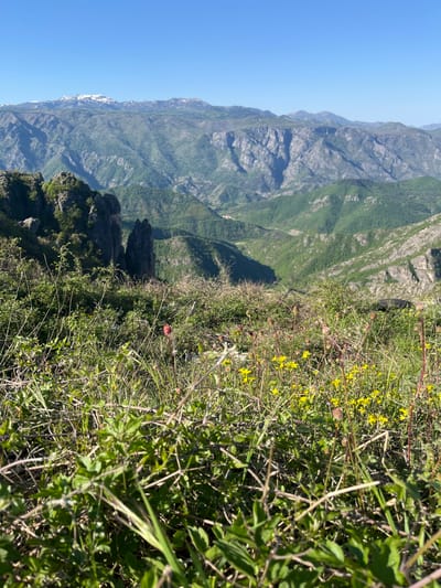 This image captures a breathtaking mountainous landscape, likely viewed from a high vantage point, under a clear, bright blue sky. The scene is oriented to show a vast panorama stretching from dense foreground vegetation to distant peaks.
In the immediate foreground, vibrant green foliage dominates, consisting of various leafy plants, tall grasses, and numerous small yellow wildflowers. Some of these plants feature stems with reddish or pinkish hues. This dense vegetation suggests a thriving natural environment on what appears to be a slope or cliff edge.
Moving into the midground, dark, rugged rock formations or smaller peaks are visible, creating dramatic shadows and indicating significant topographical depth, possibly a deep valley or gorge. Beyond these immediate rock features, the landscape unfolds into sweeping, verdant green mountain slopes covered in dense forestation.
The background is defined by majestic mountain ranges that extend across the horizon. These mountains are characterized by a mix of forested lower sections and exposed grey, rocky faces. Patches of white, likely snow or lighter rock, are visible on some of the more distant and higher peaks.
The lighting suggests a sunny mid-morning or early afternoon, with sharp shadows accentuating the contours of the terrain. The sky is entirely clear, devoid of clouds. There are no people, man-made objects, or visible text in the image. The scene conveys a profound sense of natural beauty and wilderness, consistent with the mountainous region of Kućišta, Montenegro.