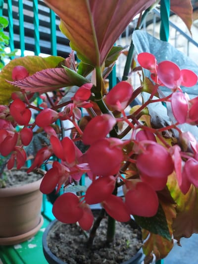 The image shows a close-up of a plant with vibrant red flowers and reddish-green leaves. The plant appears to be in a pot, with soil visible in the background. There are also other pots and green structures, possibly part of a balcony or garden setting. The lighting suggests it might be daytime, possibly outdoors due to the natural light. The red flowers are the most prominent subject, with their delicate petals and clustered arrangement. The leaves display a mix of colors, from deep red to green and yellow, indicating potential variations in health or age. The overall scene is natural and colorful, focusing on the beauty of the plant. The background is somewhat blurred, keeping the attention on the flora. No people are visible in the image. The location context is Bilajari, Azerbaijan.