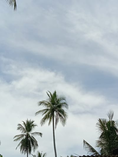 The image depicts a view looking up towards the sky, partially obscured by several coconut palm trees. The sky is overcast with light gray clouds. In the lower left and center of the image, are two complete coconut palm trees. In the lower right corner, only the fronds of another palm tree are visible, along with a section of a dark rooftop beneath it. A small portion of a palm tree is visible in the upper left corner. The scene appears to be in Blangkarieng, Indonesia. No people are visible.
