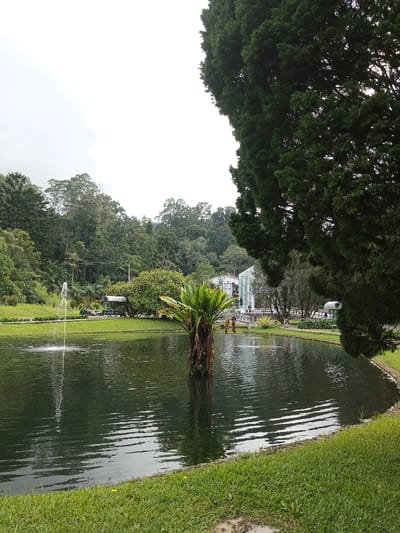 The image captures a park scene in Ambositra, Madagascar, under an overcast sky. A dark-surfaced pond dominates the lower two-thirds of the frame, edged by manicured green grass. A water fountain sprays upwards from the pond's left side, producing visible ripples. Centrally, a thick-trunked plant with large, green fronds emerges from the pond. To the immediate right, a dense, dark green conifer-like tree partially frames the composition.

Beyond the pond, a green lawn ascends gently towards a cluster of structures. On the left mid-ground, a white-roofed gazebo or open shelter is present on the grass, with at least two small, golf-cart-like vehicles nearby. Further right and behind the pond, a modern, multi-story white building with extensive glass paneling and a prominent white balustrade is visible. Several small, indistinct human figures are scattered on a paved path in front of this building and to its right, where a small white tent or canopy is also situated. The background consists of a dense, verdant forest covering a distant hillside, rising under a pale, uniformly grey sky.