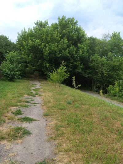The image shows a dirt path winding through a grassy area with dense trees on the left. The path appears to be in a natural setting, possibly a park or wooded area. The grass on the right side of the path is dry and golden in places, suggesting it might be late summer or a dry period. The trees on the left are full of green leaves, indicating a warm season. A small sapling is visible growing along the edge of the path. The sky is visible in the upper left portion of the image and appears to be partly cloudy with a light blue hue. The scene is devoid of people or any man-made objects besides the path itself. The overall mood is tranquil and natural. The image was taken in Ivankiv, Ukraine. No text is visible in the image.