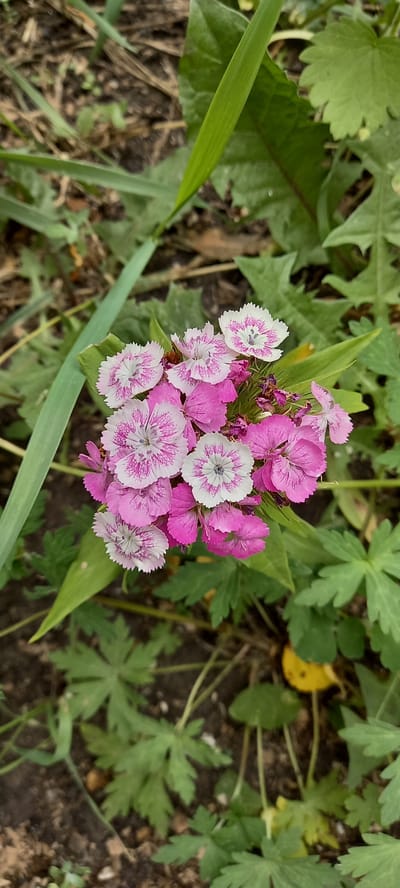 A cluster of pink and white flowers with serrated petals is shown from a top-down perspective in an outdoor, natural setting. The flowers are the central focus, with some petals appearing a solid bright pink and others white with intricate pink markings radiating from the center. The background consists of green foliage, dry grass, and dark soil, suggesting a garden or a natural environment. The lighting is natural, and there are no people or discernible man-made structures in the frame. The location is identified as Тоқушы ауылдық округі, Kazakhstan.