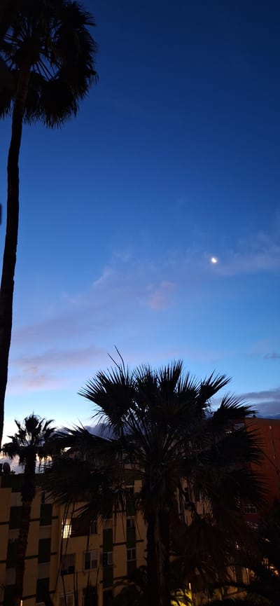The image captures a night scene with palm trees silhouetted against a blue and slightly cloudy sky. A crescent moon is visible in the sky. In the background, a building with a checkered pattern is partially illuminated by artificial lights. The location is likely in Santa Cruz de Tenerife, Spain, given the presence of palm trees, a common feature of the city's landscape. There are no people visible in the scene. The primary subjects are the palm trees, the sky, and the building. The action involves the interplay of natural light from the moon and artificial light from the building, creating a contrast in the image. The environment consists of an urban setting with tropical vegetation.