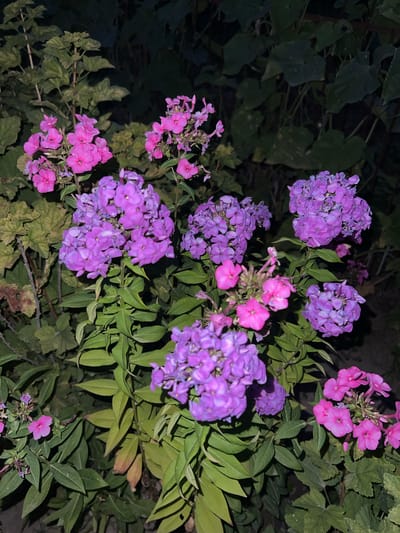 In the city of Dachnoe, Kyrgyzstan, a close-up shot captures a cluster of vibrant phlox flowers in bloom. The phlox exhibit a gradient of colors, ranging from deep purple to bright pink, with individual flower heads composed of multiple small blossoms. The flowers are surrounded by lush green foliage, with some leaves showing signs of browning. The background is dark, suggesting the photo was taken in low light conditions, possibly at dusk or night, with hints of other plants and possibly structures blurred out. There are no people or animals visible in the scene.