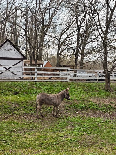 The image shows a donkey standing in a grassy field. Behind it, there's a white fence bordering an enclosure with farm structures and bare trees in the background. The location is consistent with a rural area or farm in Khrinivka, Ukraine. No people are visible. The donkey is the main subject, seemingly grazing or resting.