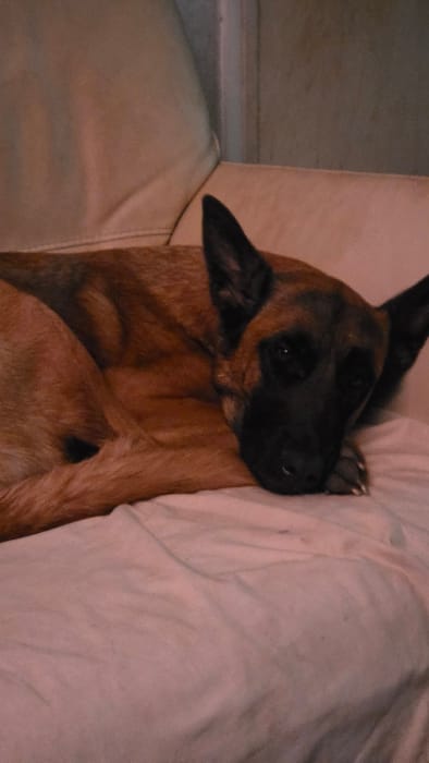 In Magny-les-Hameaux, France, an interior scene depicts a single canine subject. The dog, exhibiting characteristics consistent with a Belgian Malinois or similar shepherd breed, presents a tan/fawn coat with distinct dark brown to black markings on its face, muzzle, and ears. It is observed lying curled on its left side, with its head resting upon its folded front paws. Its dark eyes are open and directed towards the observer. The dog is situated on a light-colored, possibly off-white or cream-colored, wrinkled sheet or blanket, which covers a bed or sofa. A matching light-toned upholstered surface, likely a cushion or backrest, is visible behind the animal. The background beyond this furniture is indistinct and darker. The lighting is soft, casting a slight pinkish-beige tone over the light fabrics. The animal appears to be at rest.