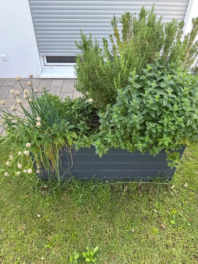 In Oberleichtersbach, Germany, an outdoor herb planter sits on a paved walkway adjacent to a grassy area. The planter is dark gray and contains a dense arrangement of various herbs, including rosemary and mint, with chives or a similar allium visible on the left side. The herbs are lush and green, with some of the chives exhibiting dried, ball-shaped flower heads. Behind the planter, a white building wall with a textured finish is visible, partially obscured by a rolling shutter that covers a window. The ground around the planter is a mix of green grass, small weeds, and scattered dry leaves. The scene appears to be a residential exterior, likely a garden or patio area.