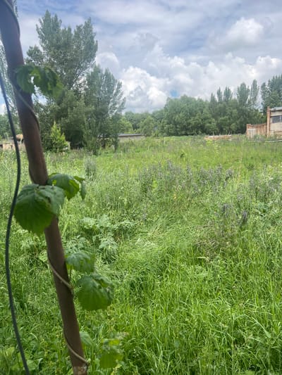 A medium shot captures a patch of overgrown green grass with scattered wild flowers and taller plants, set against a backdrop of trees and a cloudy sky. In the foreground, a dark brown, rough-textured pole leans into the frame from the left, wrapped with a thin vine bearing several green leaves. The background reveals a dense line of green trees with a few dilapidated brick buildings visible through the foliage. The scene appears to be an unkempt field, possibly on the outskirts of the city of Karakol, Kyrgyzstan.