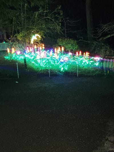 An outdoor display of Christmas lights illuminates a dark setting. Strings of colorful lights, predominantly green and blue, outline shapes and patterns. They appear to be staked along the ground, creating a vibrant, linear decoration. To the left, trees and branches stand silhouetted against the night. The area to the right is a dark, possibly grassy, expanse.