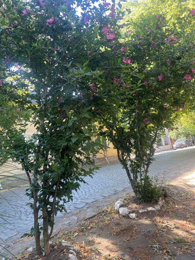 Two flowering bushes with pink blossoms are in the foreground, on the right and center of the image. They are situated on a cobblestone street in Berehove, Ukraine. The bushes are full of green leaves and pink flowers. The street is lined with buildings and trees in the background. A car is parked on the right side of the street. The overall scene suggests a sunny day in a European town.
