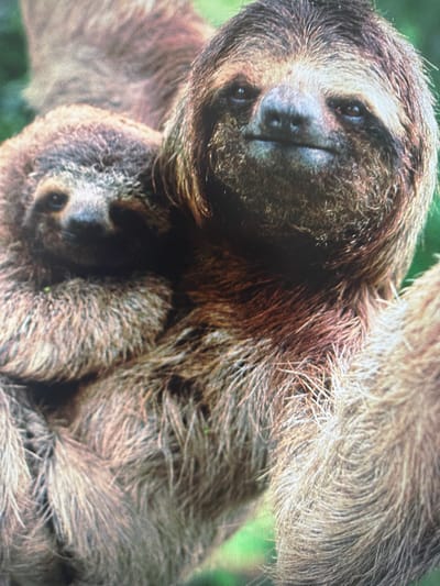 The image shows an adult sloth holding a baby sloth. The adult sloth is facing the camera and the baby sloth is resting on the adult's chest. The environment is a green leafy area, suggesting a forest or jungle habitat. There is no indication of this image being taken in Manching, Germany.