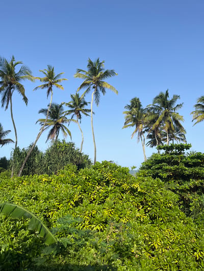 The image depicts a lush, tropical landscape in Katukurunda, Sri Lanka. The foreground is dominated by dense, vibrant green foliage, with some yellowing leaves visible, suggesting a sunny environment. A large, green banana leaf is prominent on the left side of the frame, unfurling into the scene. Behind this, a thicket of palm trees rises against a clear, bright blue sky. The palm trees vary in height and lean at different angles, with their fronds spread widely. The scene suggests a natural, uncultivated area, likely near a coast, given the tropical vegetation. There are no people or animals visible in the image.