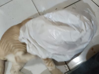 An orange tabby cat is depicted lying on a light-colored tiled floor with dark grout lines in Cileungsi, Indonesia. The cat's head and a significant portion of its upper body are completely covered by a crinkled white plastic bag. The cat's visible lower body exhibits faint orange tabby stripes. In the bottom right corner of the frame, a dark fabric item, possibly clothing, partially obscures the floor. Adjacent to the dark fabric, small, irregular brown specks, possibly food debris, are visible on the tile. The scene is indoors, illuminated by what appears to be overhead lighting, casting a slight glare on the plastic bag and the tiled surface.