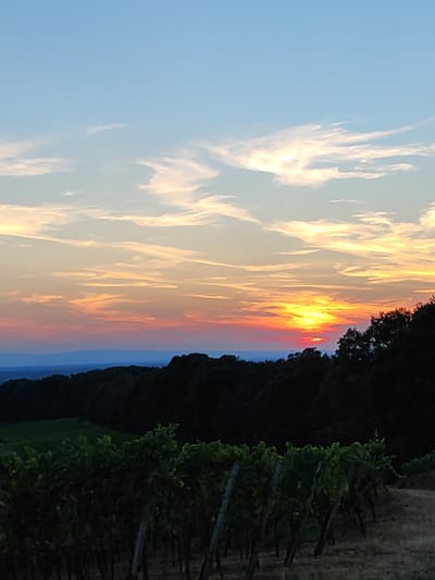 The image depicts a sunset over a vineyard in Offenburg, Germany. The sky is filled with colorful clouds, ranging from pale blue at the top to shades of orange, red, and pink near the horizon. The sun is a bright yellow orb, partially obscured by clouds, casting a warm glow across the scene.
In the foreground, rows of grapevines are visible, their green leaves silhouetted against the darkening landscape. The vines are supported by wooden posts, indicating a cultivated vineyard. Beyond the vineyard, a dense line of dark green trees forms a backdrop, suggesting a wooded area or forest. In the far distance, a hazy blue ridge of hills can be seen against the horizon. The overall impression is one of a tranquil rural landscape at dusk.