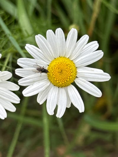 A close-up, vertical shot shows a single daisy with white petals and a yellow center, set against a blurred green background of grass and foliage. A small, dark-colored fly is perched on the center of the daisy. The image was captured in the vicinity of Kołczewo, Poland, suggesting a natural outdoor setting.