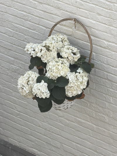 This image shows a top-down view of a woven basket filled with white hydrangeas and dark green leaves, placed against a textured white brick wall. The basket has a thin, twisted wire handle. The hydrangeas are full and clustered, with some slightly dried or browning edges on a few of the blooms, suggesting they might be artificial or past their peak. The leaves are a deep green, some appearing slightly wilted. The brick wall has a rough, painted surface with deep grooves between the bricks, running diagonally from the top left to the bottom right of the frame. A sliver of a darker, possibly grey, surface is visible in the bottom right corner, indicating the edge of the wall or a nearby structure. There is no visible text in the image. The lighting suggests it is daytime, possibly outdoors or in a well-lit indoor space. The scene evokes a rustic or garden aesthetic. The location context is Turnhout, Belgium.