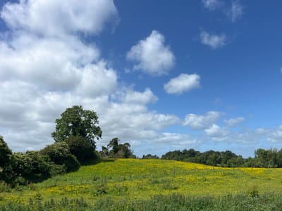 The image depicts a rural landscape on a bright, cloudy day. In the foreground, a field of green grass is dotted with numerous small yellow wildflowers. A low fence, constructed of wooden posts and wire, runs horizontally across the middle ground of the image. Behind the fence, the field continues to ascend a gentle slope, also covered in yellow wildflowers and green grass. To the left of the field, a large, mature tree with lush green foliage stands prominently. A dense thicket of green bushes and trees, some with white blossoms, is situated on the left side of the image, partially obscuring the background. The background is dominated by a dense line of green trees, forming a treeline that stretches across the horizon. Above the landscape, a vibrant blue sky is filled with scattered white cumulus clouds, some of which are large and puffy, while others are smaller and wispy. The scene is located in Tyrrellspass, Ireland.